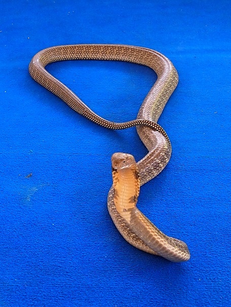 Cobra royal